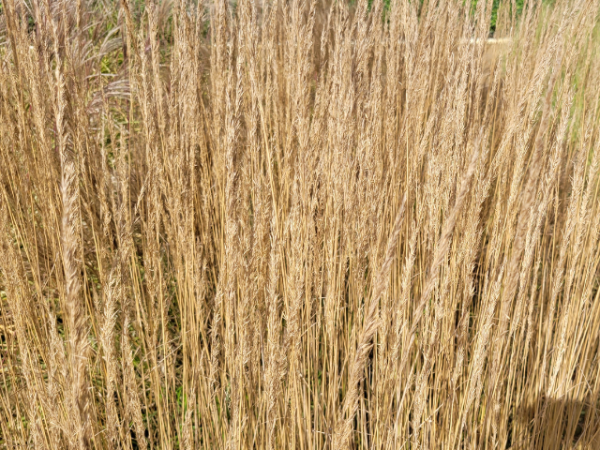 Calamagrostis x acutiflora "Karl Foerster" - (Garten-Reitgras "Karl Foerster"),